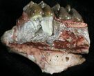 Oligocene Horse (Mesohippus) Jaw Section #25075-1